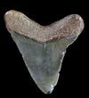 Juvenile Megalodon Tooth - South Carolina #37645-2